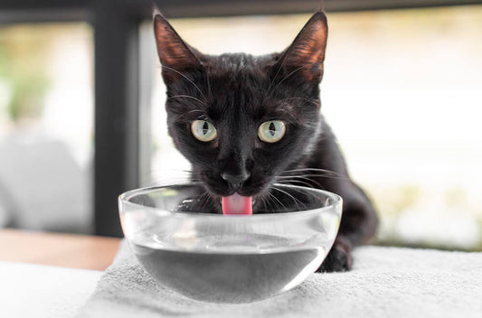 Understanding Pet Dehydration: 4 Key Points Every Pet Owner Needs to Know in 2024