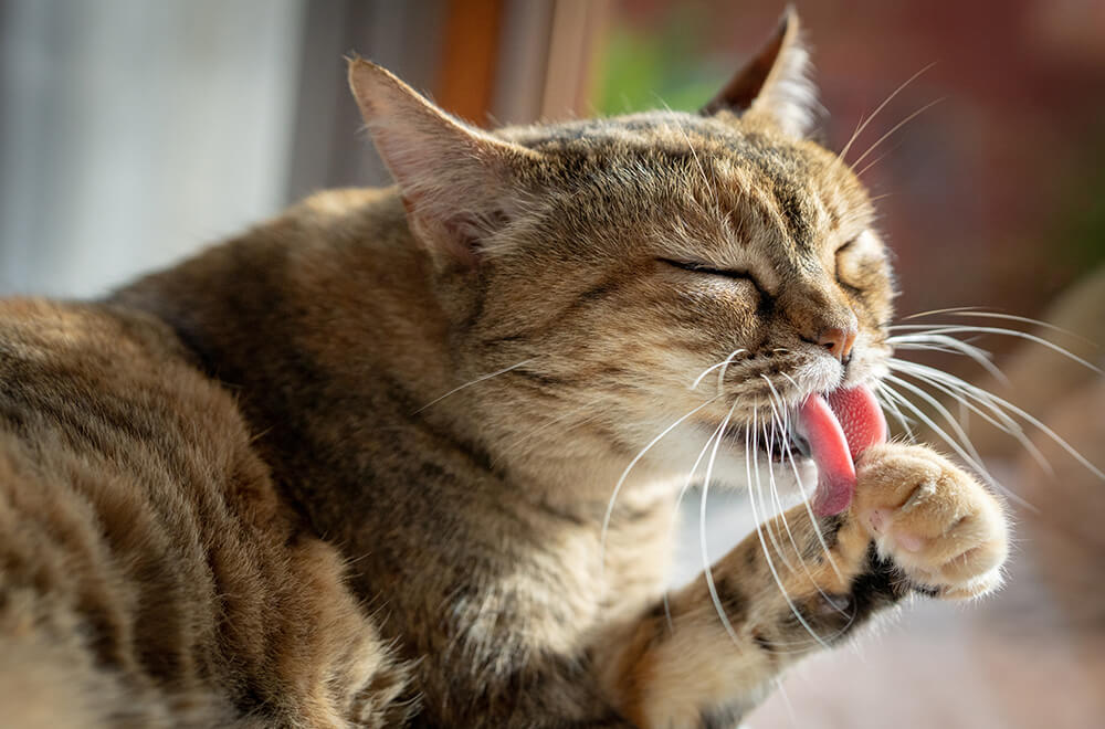 5 Effective Tips for Reducing Feline Stress in 2024